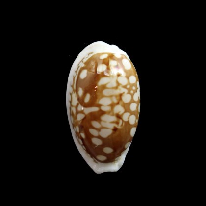 cribraria zadela 29,2mm SUPERB