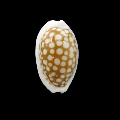 cribraria zadela 24,8mm AUSTRALIA