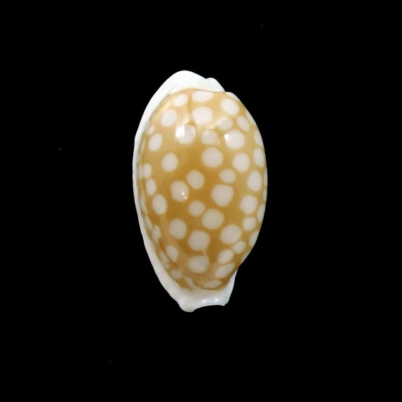 cribraria zadela 22,8mm SAMOA