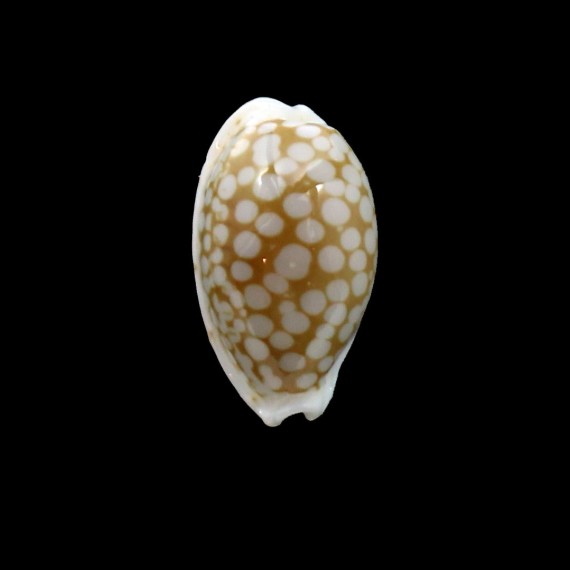 cribraria 20,5mm MYANMAR