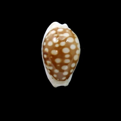 cribraria australiensis 18,8mm