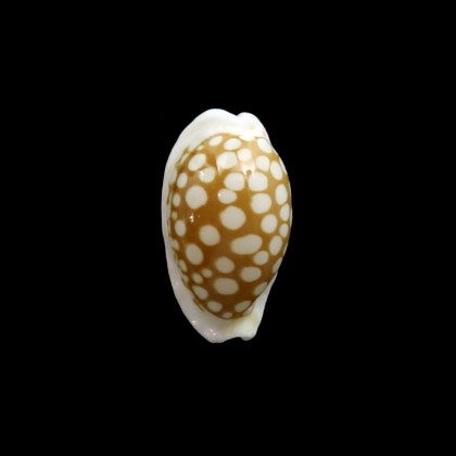 cribraria zadela 18,8mm NEW IRELAND