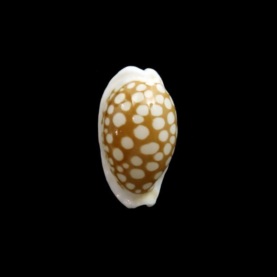 cribraria zadela 18,8mm NEW IRELAND