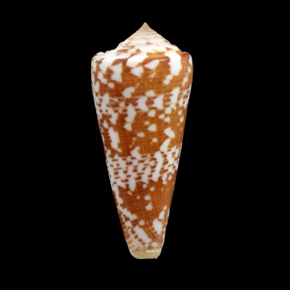 thomae 72,0mm