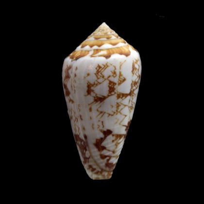 natalis gilchristi 47,0mm