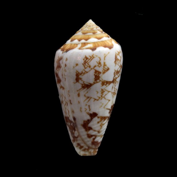 natalis gilchristi 47,0mm