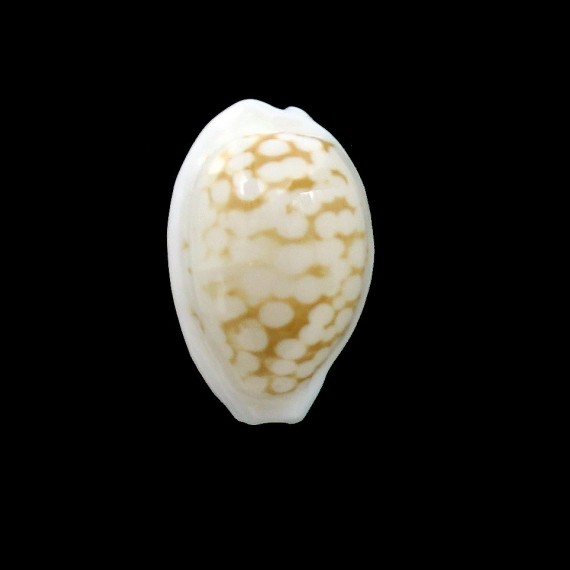 cribraria melwardi 21,4mm