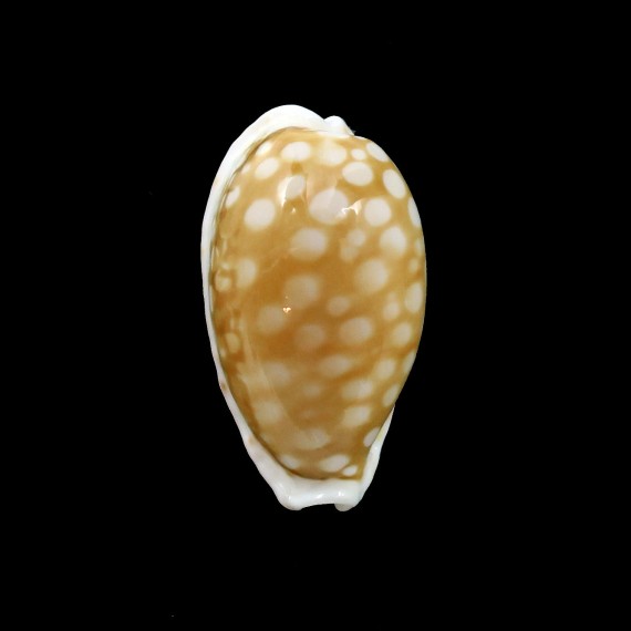 cribraria SP 32,3mm