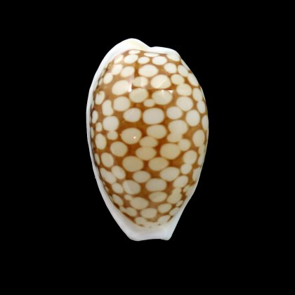 cribraria 26,0mm MALDIVES