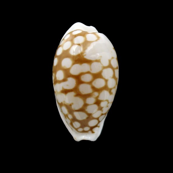 cribraria zadela 30,4mm