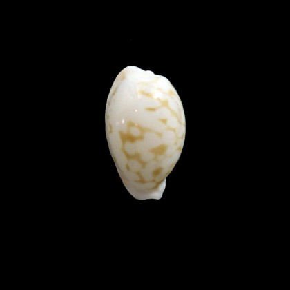 gaspardi 14,6mm KWAJALEIN