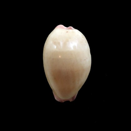 reevei 30,0mm