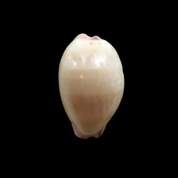 reevei 30,0mm