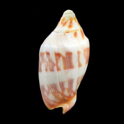 deshayesi 68,1mm