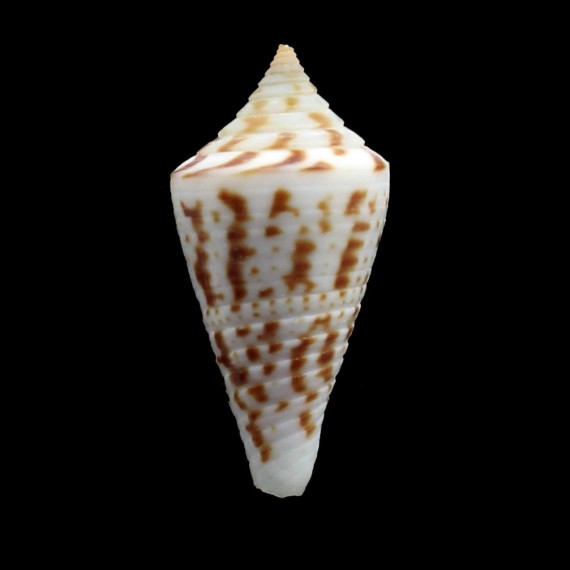 paschalli 31,4mm