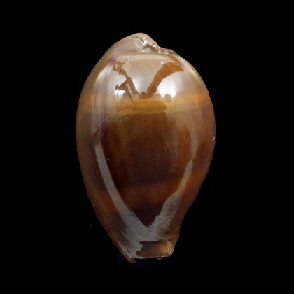 succincta persica 49,5mm GIANT