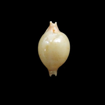 cicercula takahashii 14,7mm