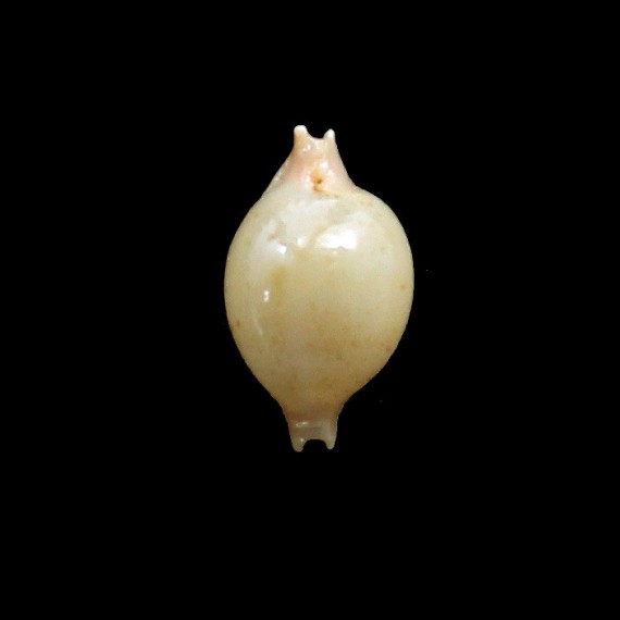 cicercula takahashii 14,7mm