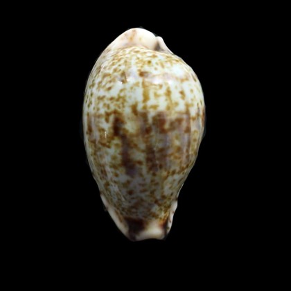 lentiginosa 30,5mm