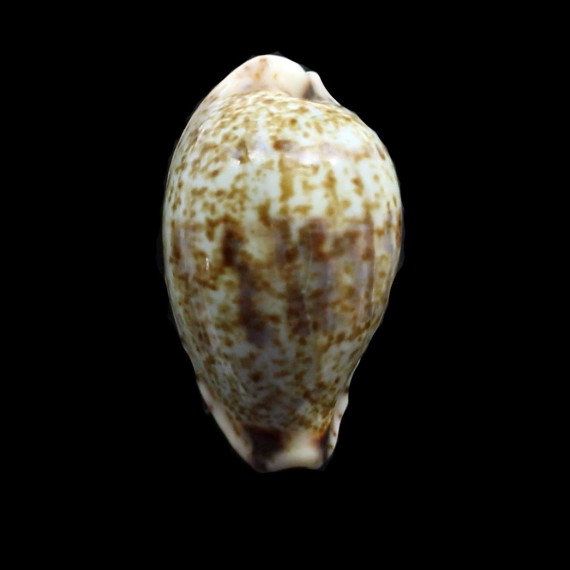 lentiginosa 30,5mm