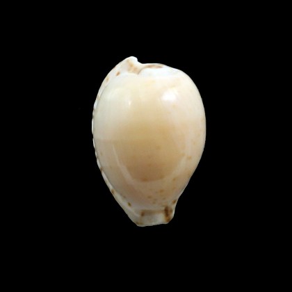 algoensis 27,8mm