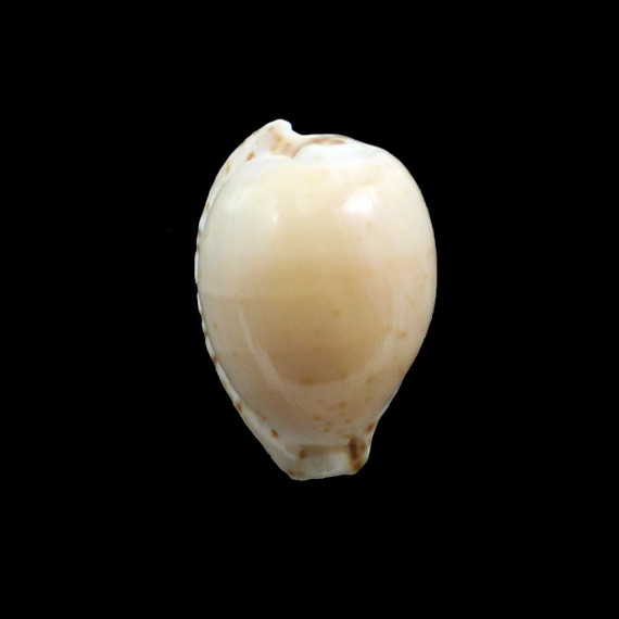 algoensis 27,8mm