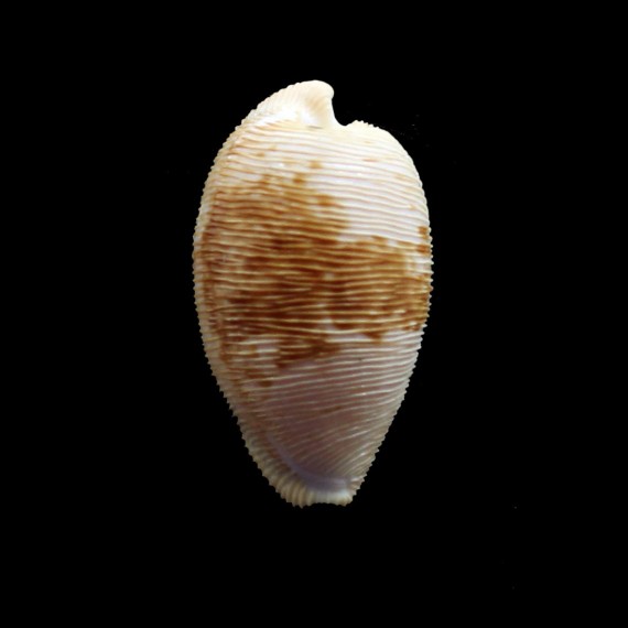 capensis 32,1mm BIG