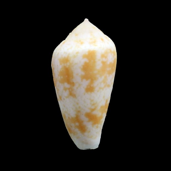 cocceus 36,0mm