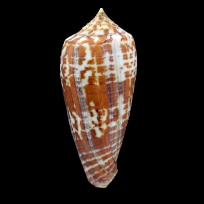 lynceus 81,8mm