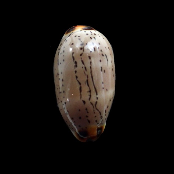 isabella controversa 29,2mm