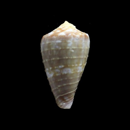 abbotti 27,2mm BIG