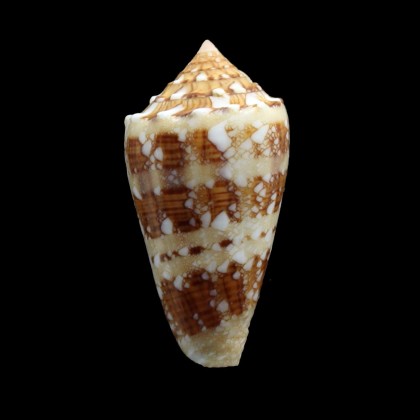 pseudocedonulli 37,4mm