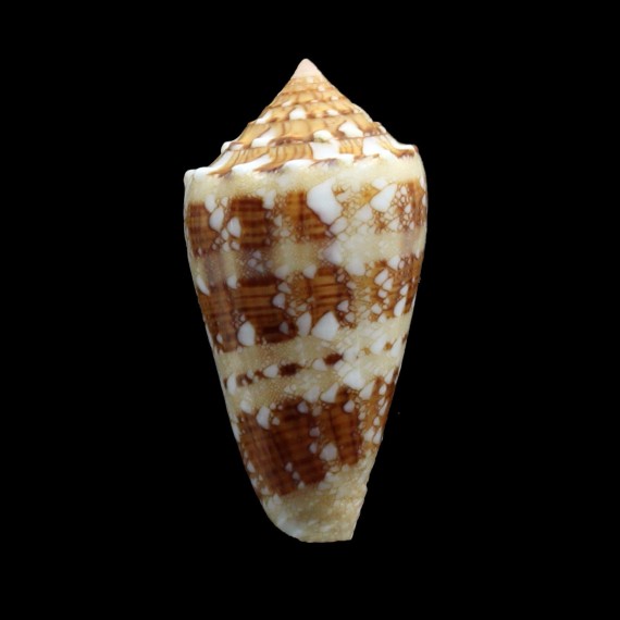pseudocedonulli 37,4mm