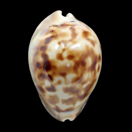 venusta roseopunctata 76,9mm