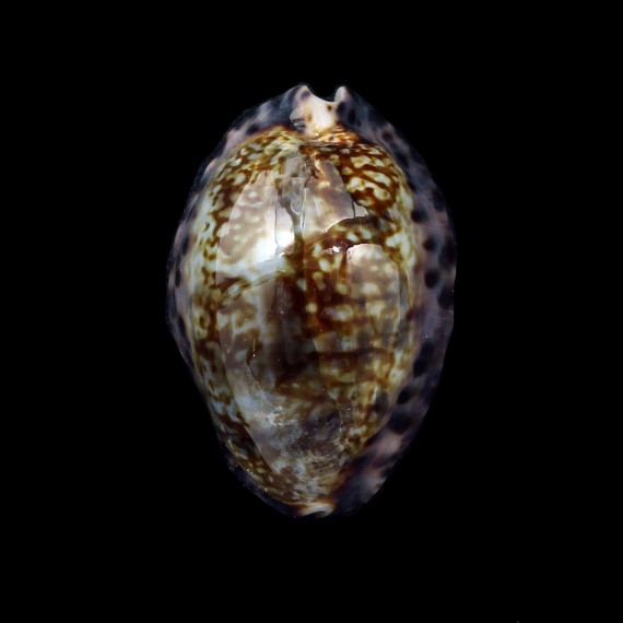 arabicula 27,2mm SUPERB