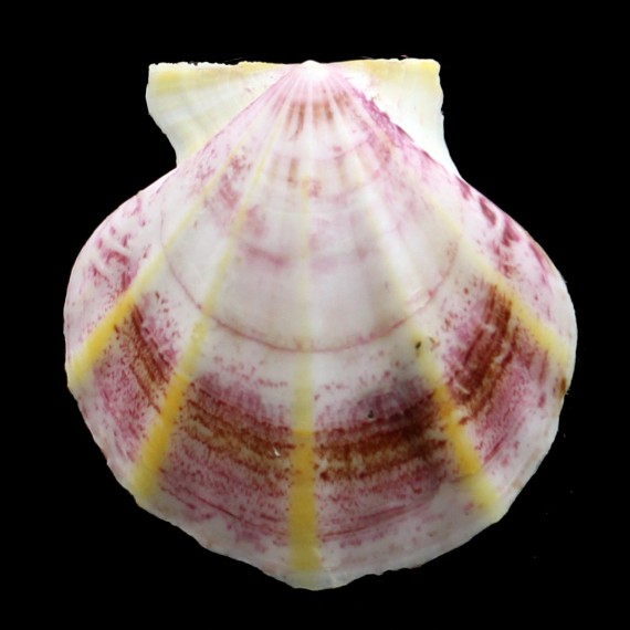glaber