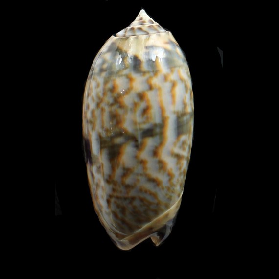 lamberti