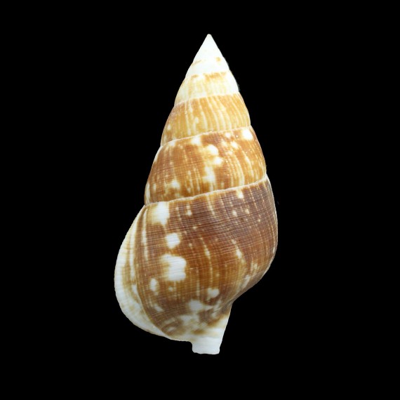 goumi GIANT