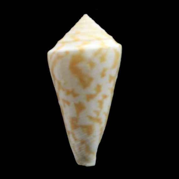 lemniscatus 44,1mm