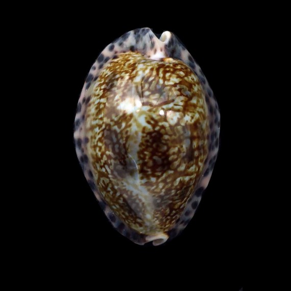 arabicula 27,2mm SUPERB