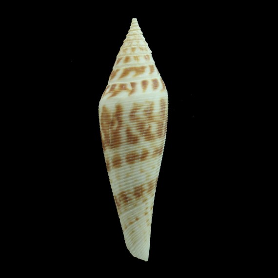 edpetuchi 64,0mm