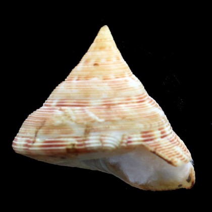caledonicus 53,3mm LIVE TAKEN