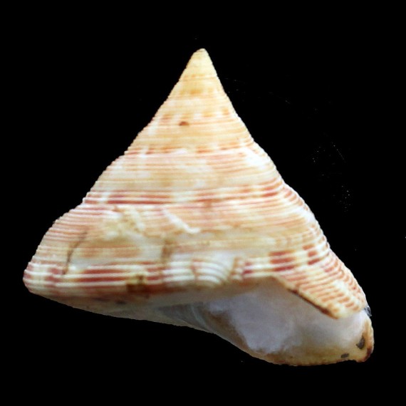 caledonicus 53,3mm LIVE TAKEN