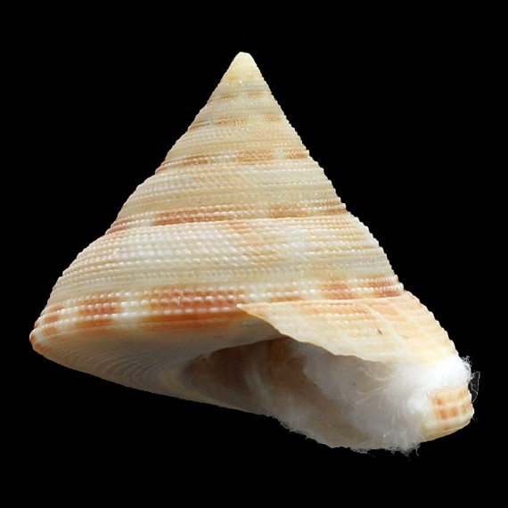 wareni 50,7mm