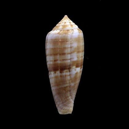 austroviola 41,7mm