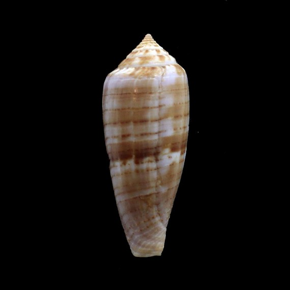 austroviola 41,7mm