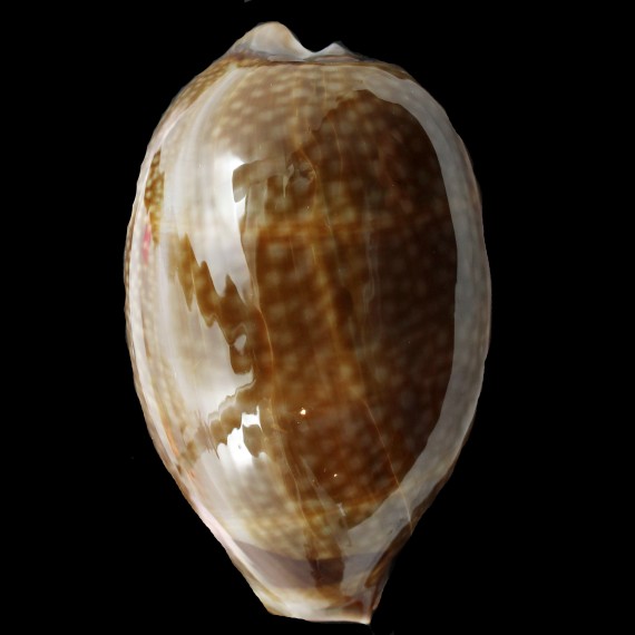 cervus 126,1mm