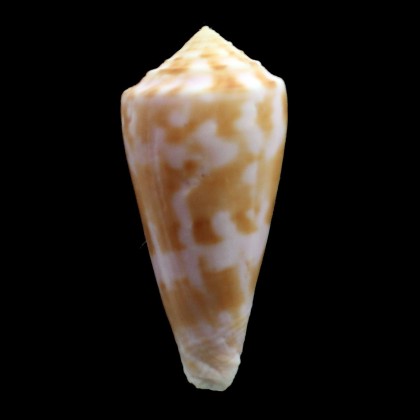 bruunii 55,0mm BIG