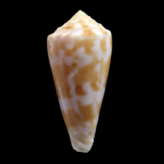 bruunii 55,0mm BIG