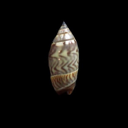undatella 15,4mm